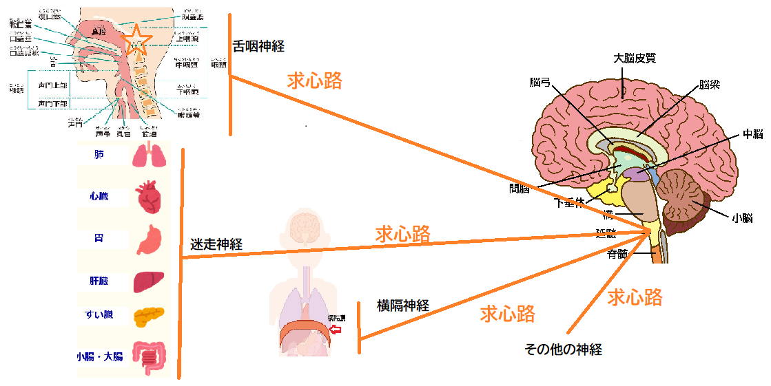 吃逆（しゃっくり）の多彩な原因と様々な対処法 – 舘内記念診療所